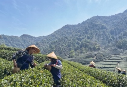 马蜂窝春季旅行蜂向标：“采茶”热度上涨120%，年轻人用舌尖感受春天